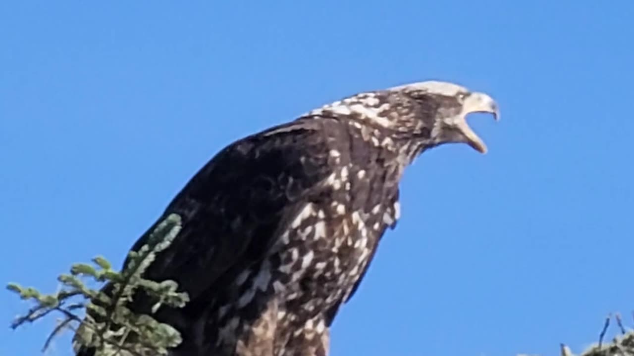 Bald Eagle Calling for Help