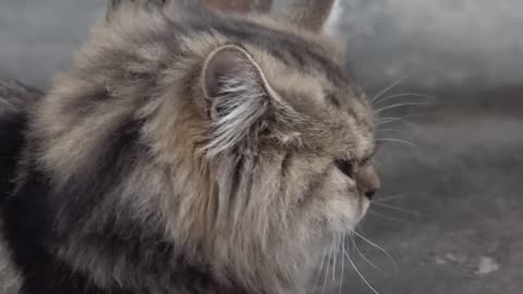 OMG These Cats Are So Cute And Beautiful | Viral Cat Viral Cat 460K subscribers Subscribe