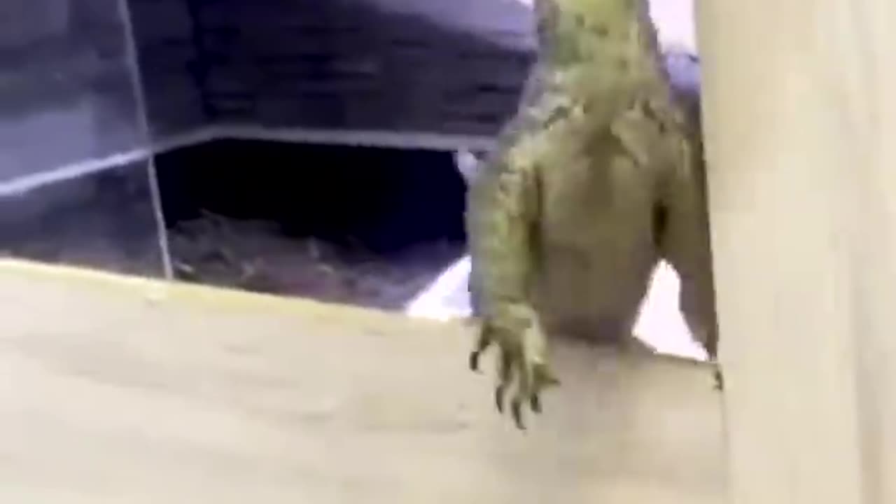 Bichinhos que nos entendem