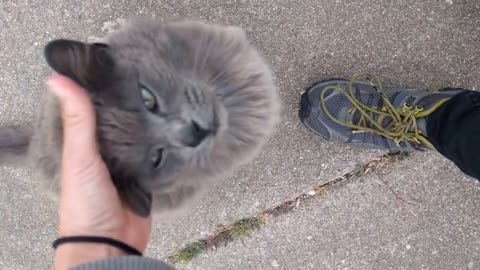 Friendly & fluffy gray neighborhood cat