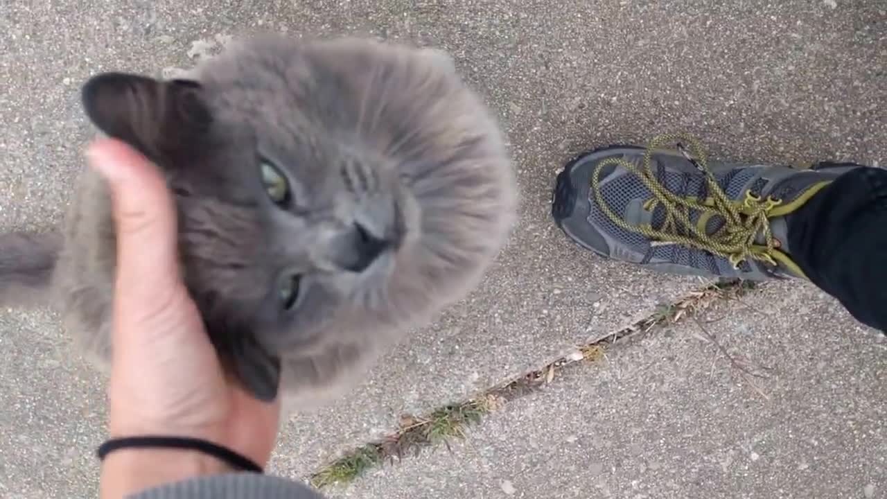 Friendly & fluffy gray neighborhood cat