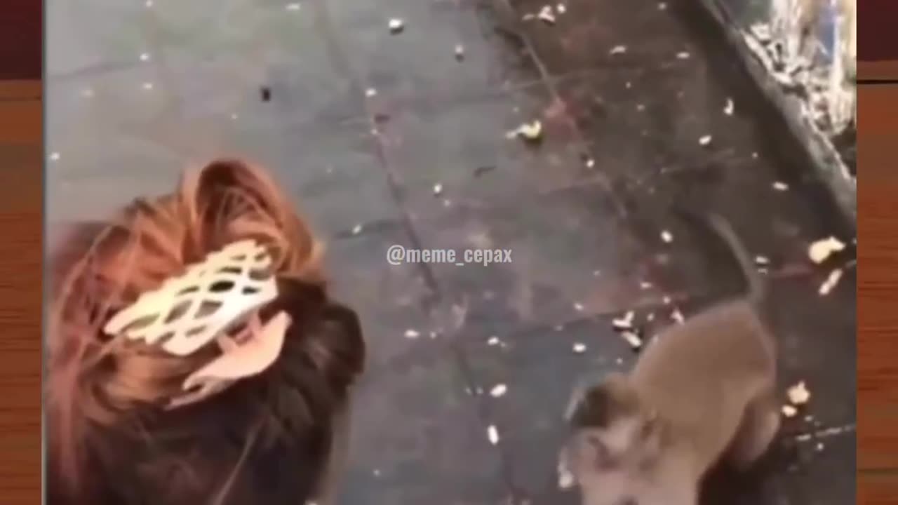 Monkey got slipped,😆 funny video