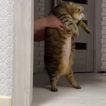 Funny Pets / Funny Animals / Funny Baby / Funny Dogs / Funny Cats