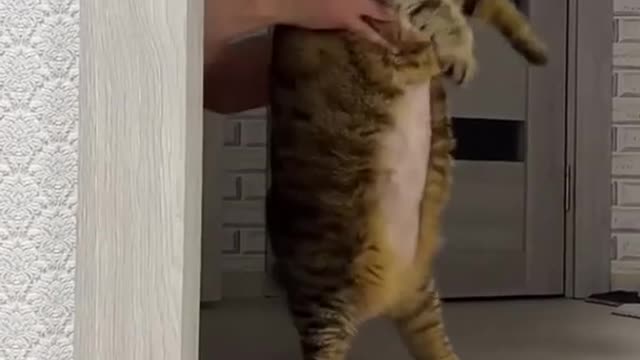Funny Pets / Funny Animals / Funny Baby / Funny Dogs / Funny Cats