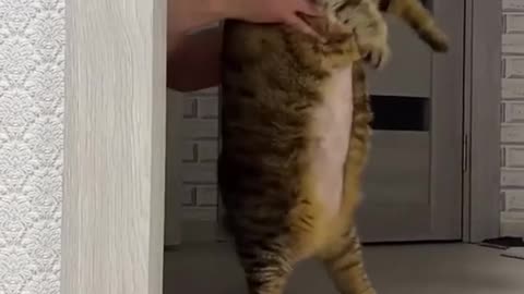Funny Pets / Funny Animals / Funny Baby / Funny Dogs / Funny Cats