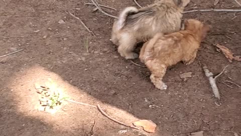 Puppies first time outdoors