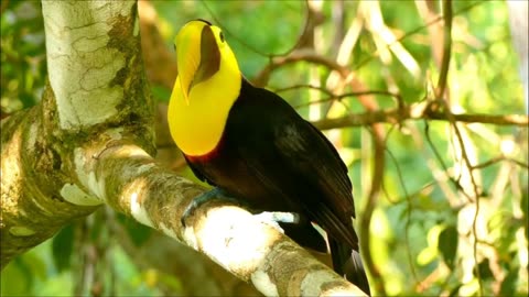 beautiful Tucano