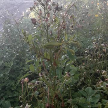 Strong jets of water and leaves
