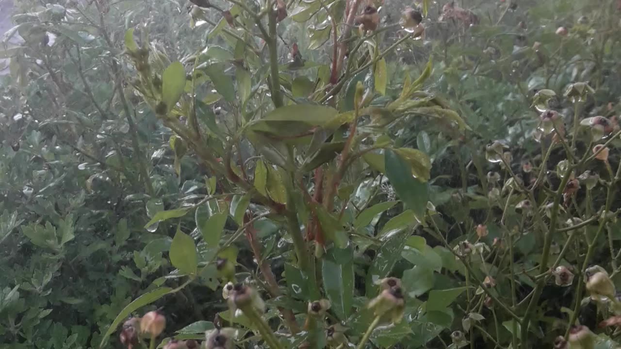 Strong jets of water and leaves