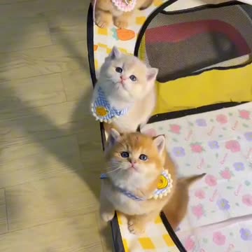 Cute cats