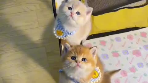 Cute cats