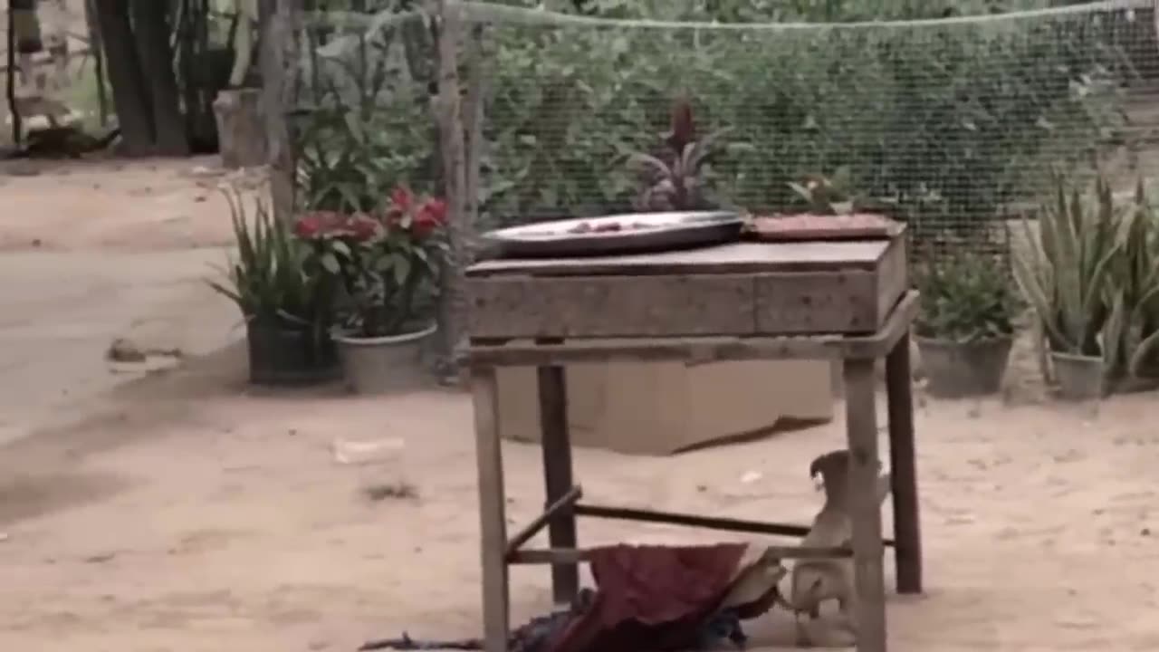 Funny clips of animals being pranked by a fake tiger, lion and a huge box.