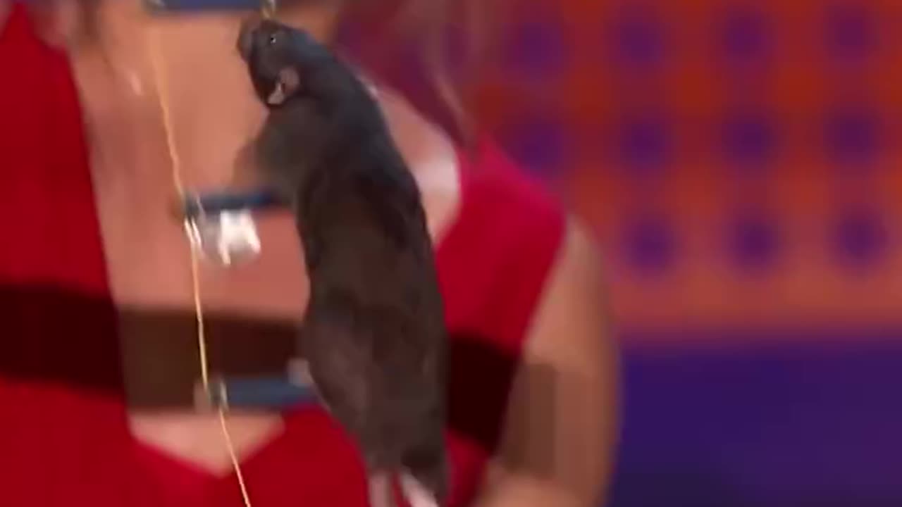 Sudarshan Today - A Trained Rat Takes Over The AGT Stage