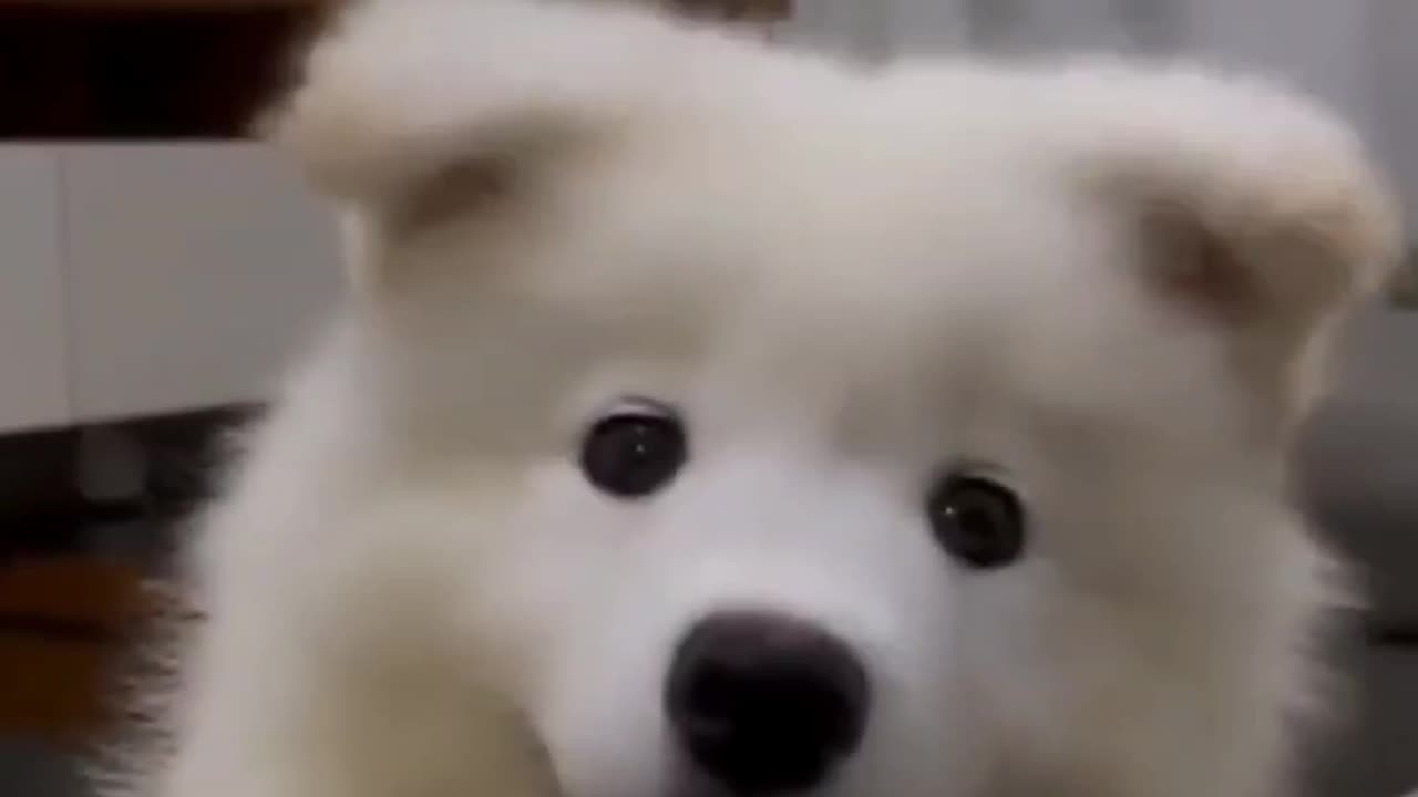 Cute puppy comedy video 😂😂