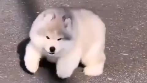 Dog enjoy walking