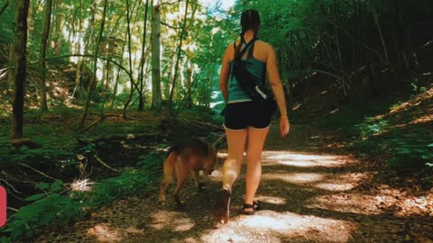 dog travel in forest ( animals lover)