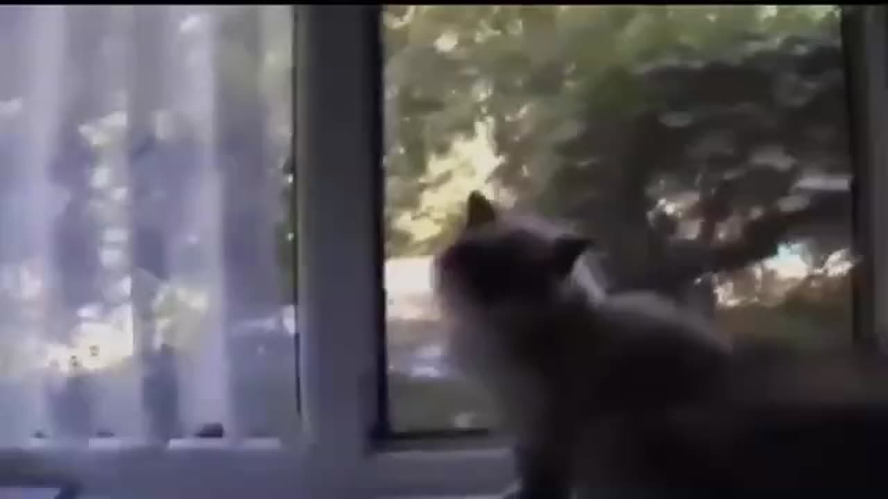 Funniest Videos for cat and dogs lovers- Video# 19