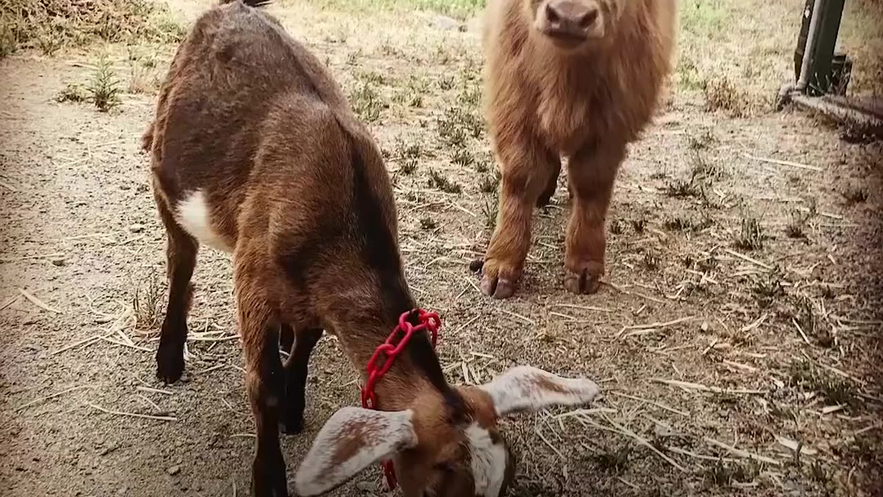 Fluffy Cow Is Obsessed With This Little Goat - BUCKLEY & RALPHY | The Dodo Odd Couples