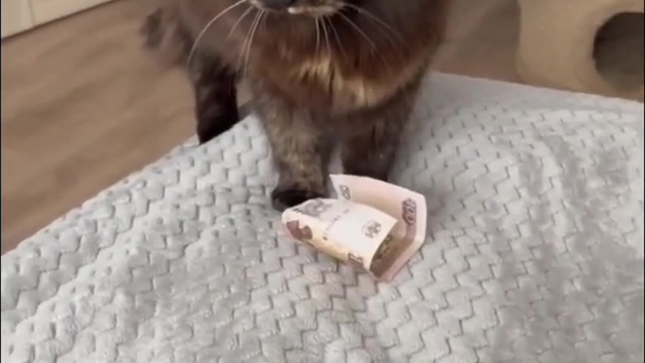 Funny Cats Robbing a Bank - #163 #catshorts #happycats #funnyvideo #котики