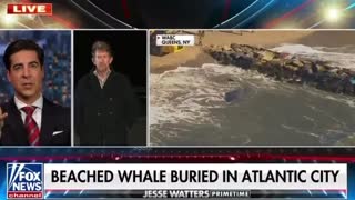 Wind Surveying is Killing our Whales