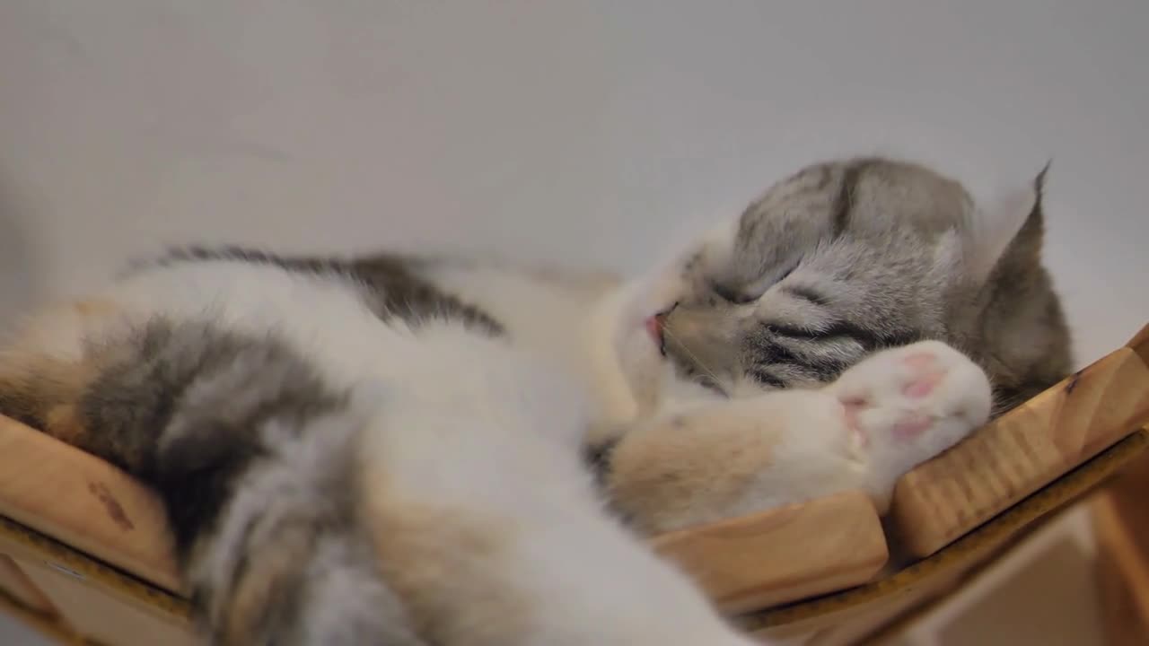 Lovely Scottish fold tabby kitten sleeping, Slow motion