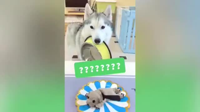 Dog Reaction to Cutting Cake - Funny Dog Cake Reaction