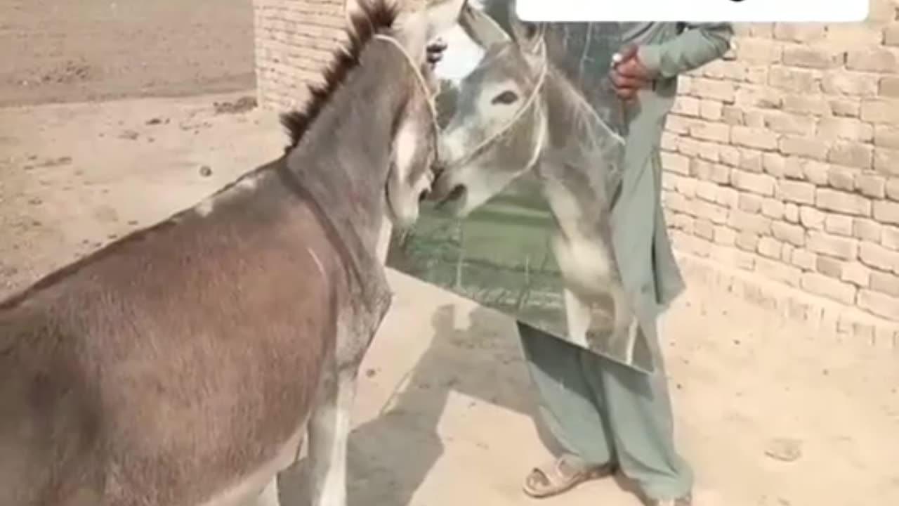 dare you not to laugh."