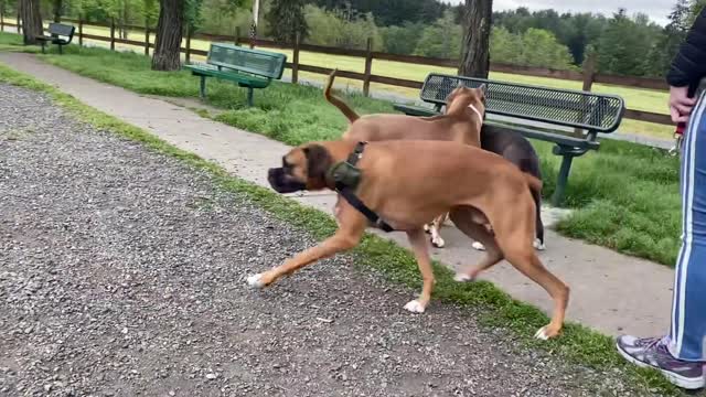 Pitbull gets attacked by German Shephard (sad)