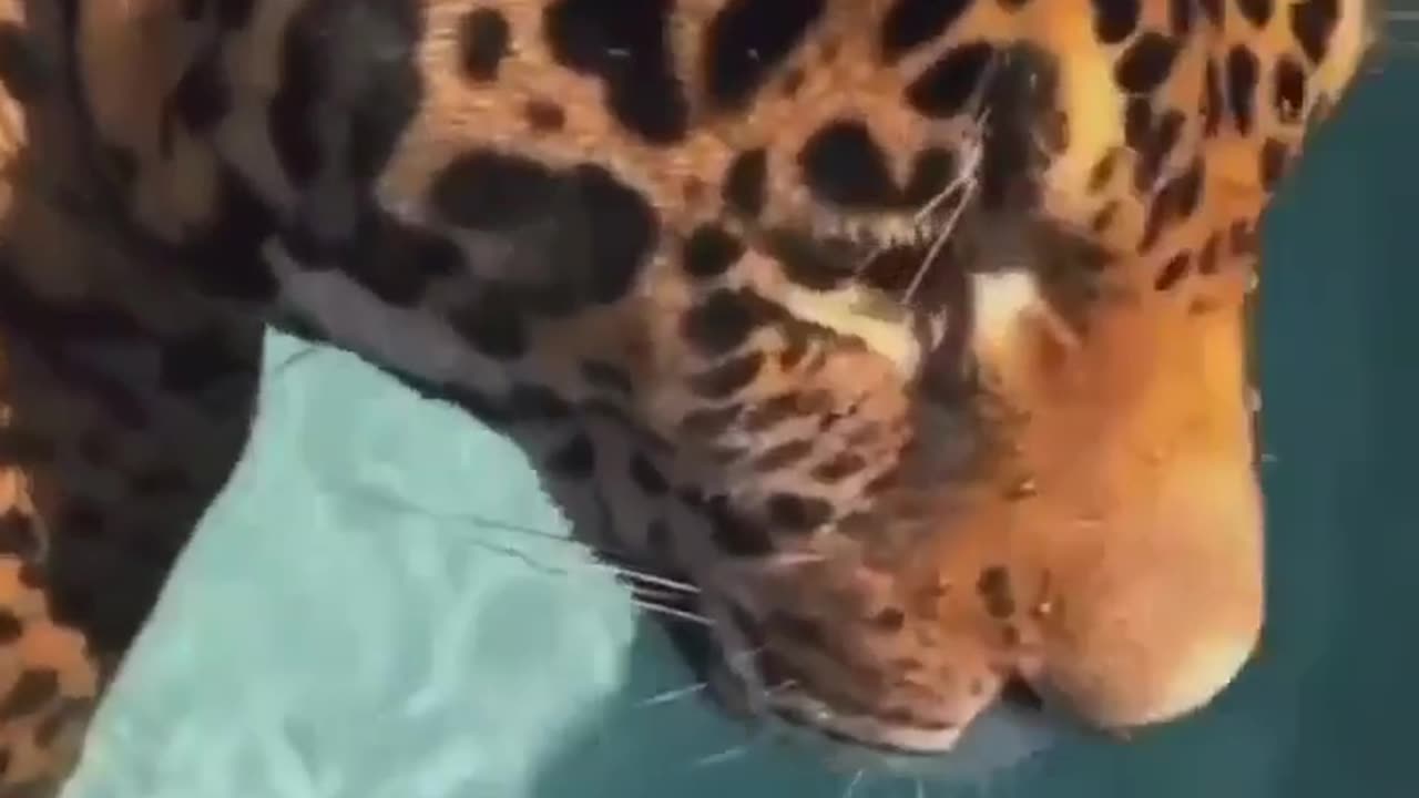 A pet cheetah