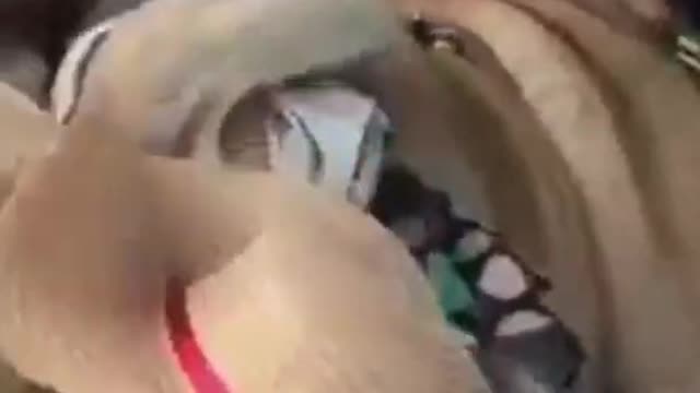 Perros finos