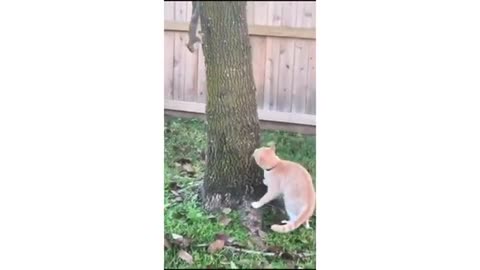 funny animal videos 2021