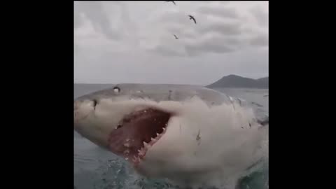 Fuerza de la naturaleza