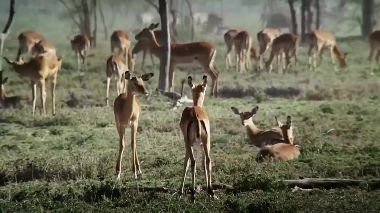 Amazing Baboon Save Impala From Leopard Jumps Tall Tree To Ambush
