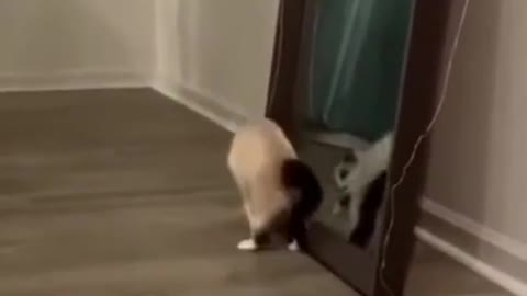 Funny dancing cat