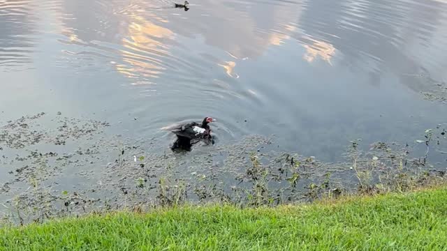 Helping a Duckling Return to Mother That was Caught by Weimaraner