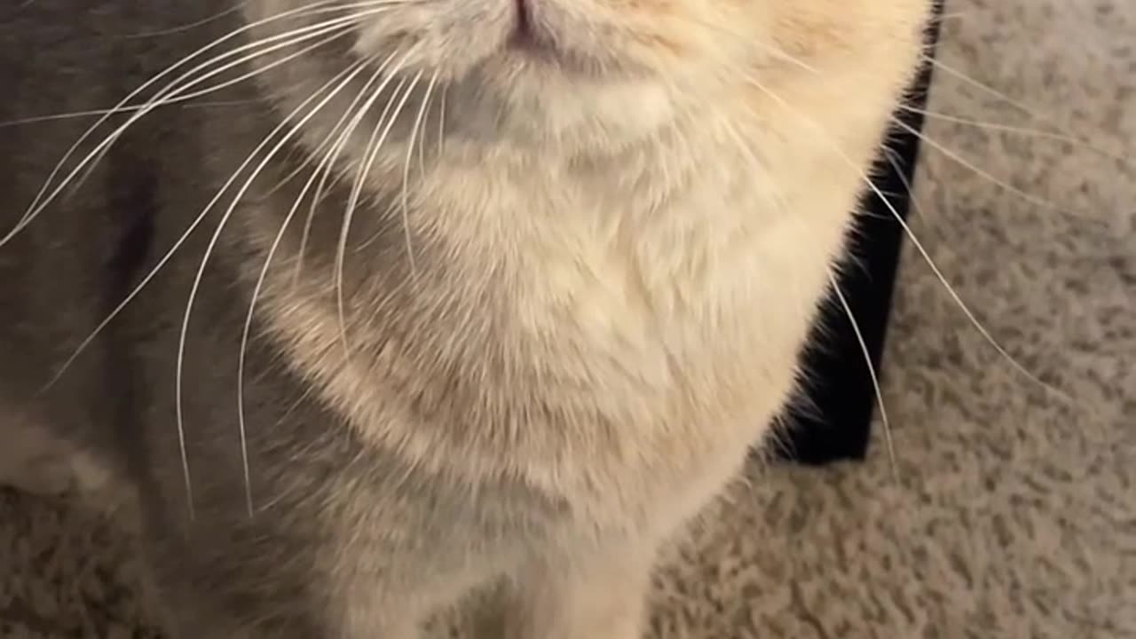 Cat barking