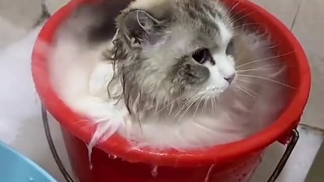 cat bath time 😂😂
