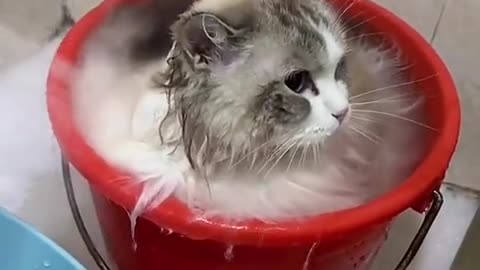 cat bath time 😂😂