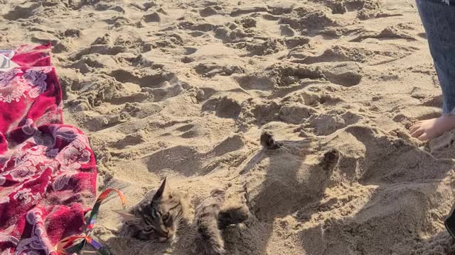 Chill Cat's Day at the Beach