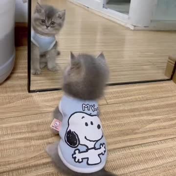 The kitten has a short foot and can't scratch its head