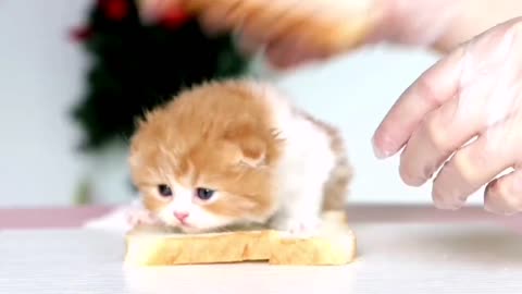 bread cat