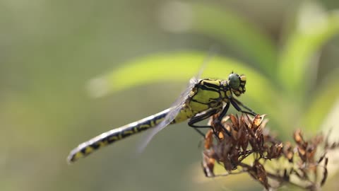 Dragonfly eating