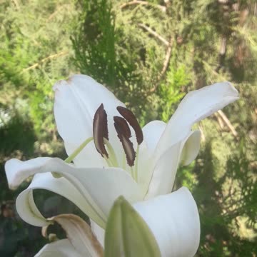 White Lily