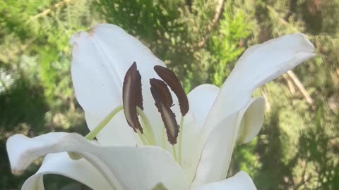 White Lily