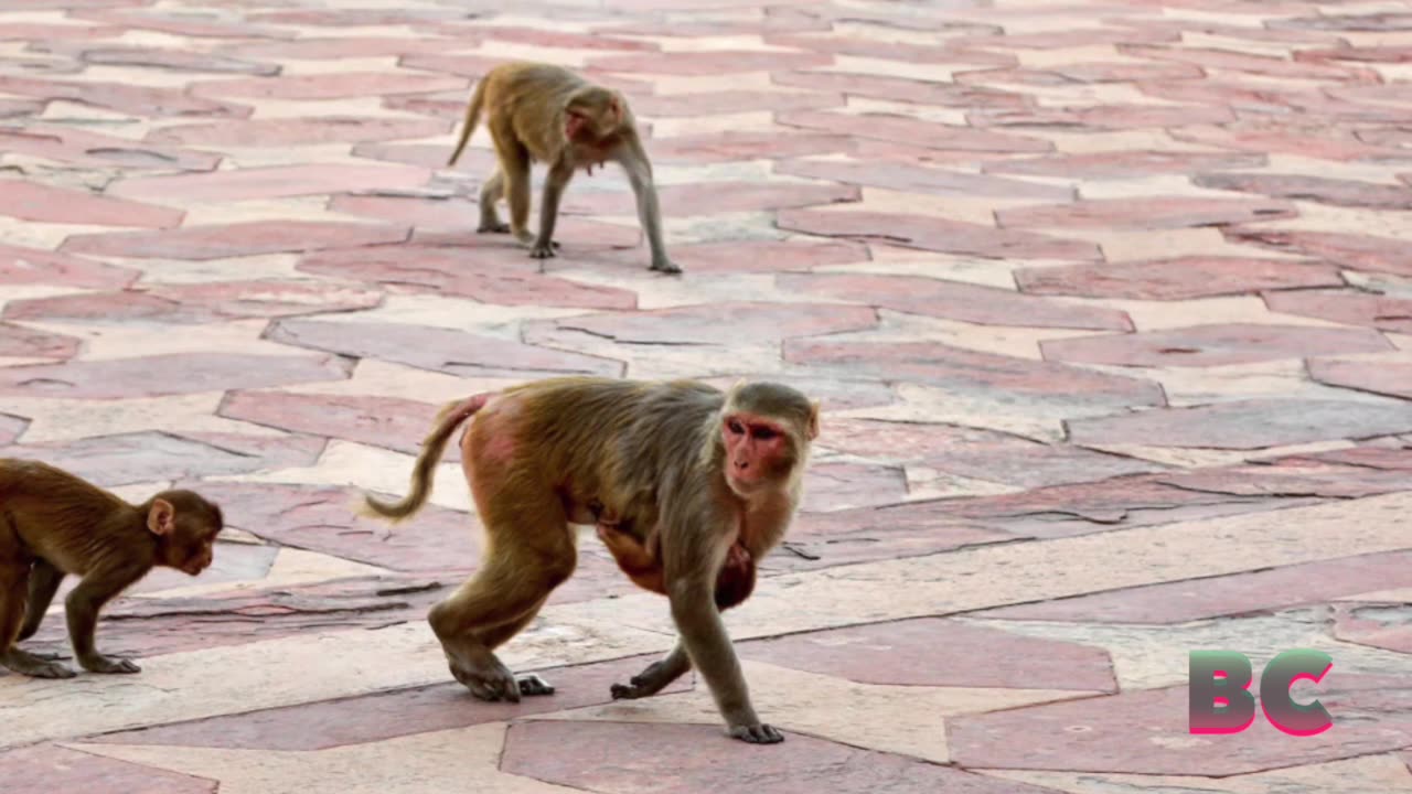 43 escaped research monkeys still loose in South Carolina