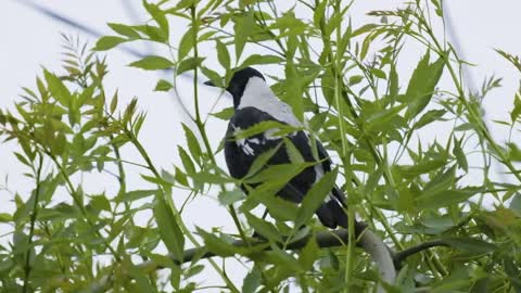 XT-3 slow-motion of a honeyeater and magpie
