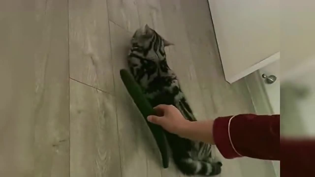 A cucumber made the cat jump