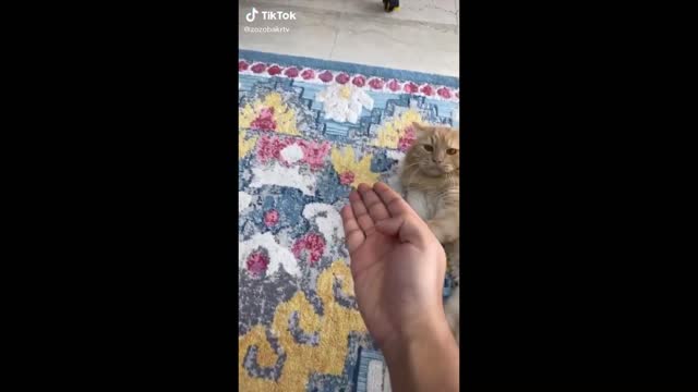 Kung Fu Cats of Tiktok