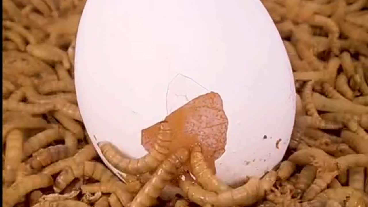 mealworms vs eggs