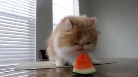 Funny cats